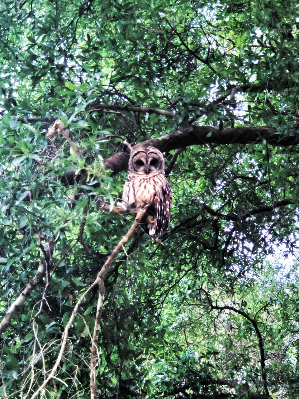 barred owl