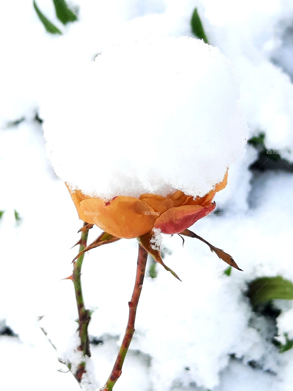 winter garden after snowfall - orange dried tea rose covered with snow