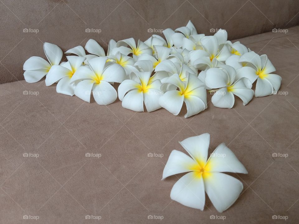 Beautiful Plumeria