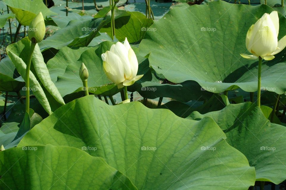 lotus