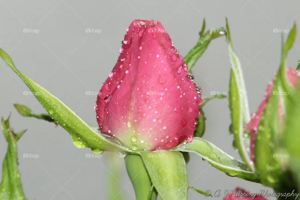 dewdrops
