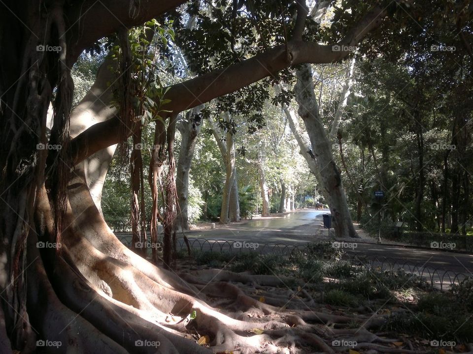 sevilia central park