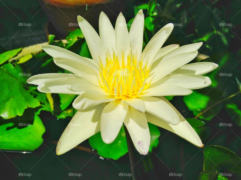 Close-up of water lotus