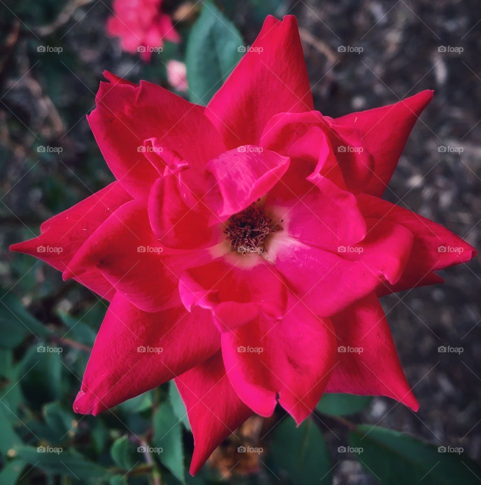 Pink flower—taken in Valparaiso, Indiana 