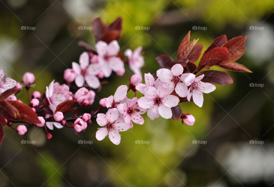 Flower, Nature, Flora, Tree, Garden