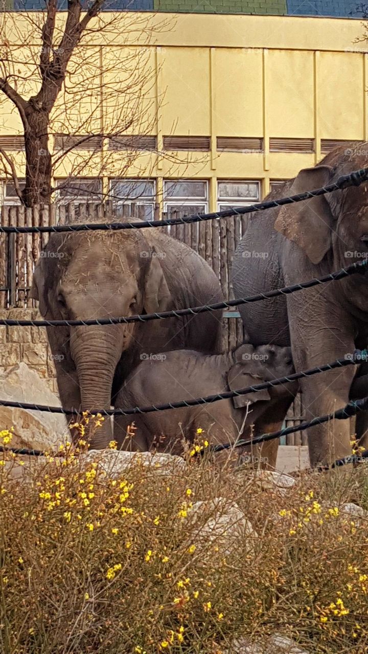 elephant family