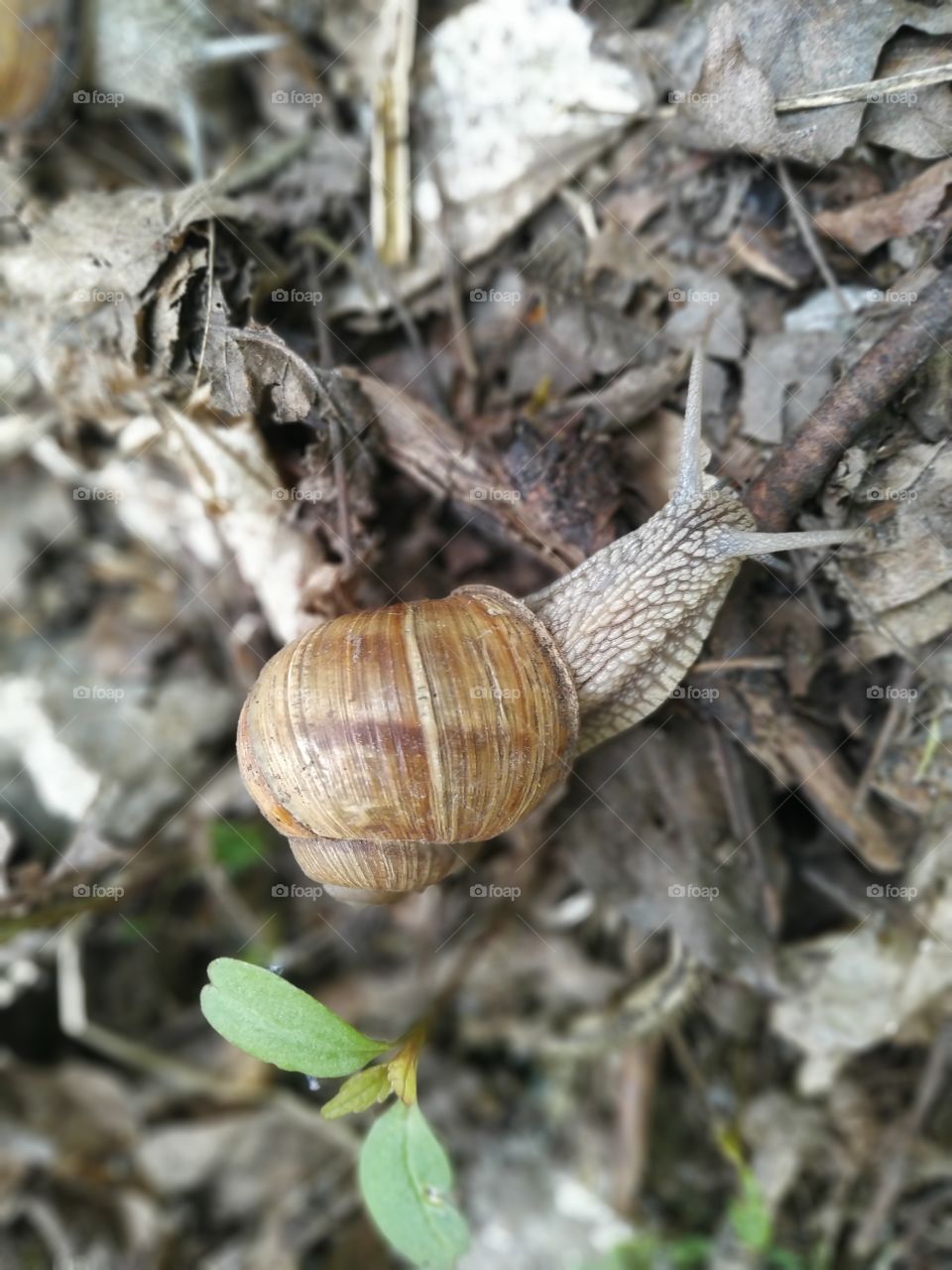 snail