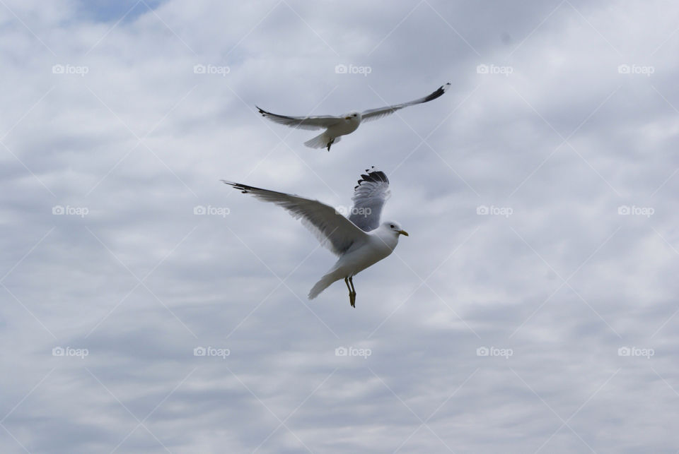 sky birds flying sea by eksw