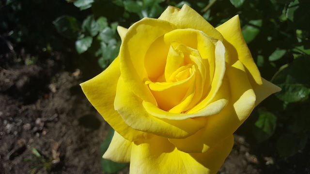 Helmut Schmitt Rose