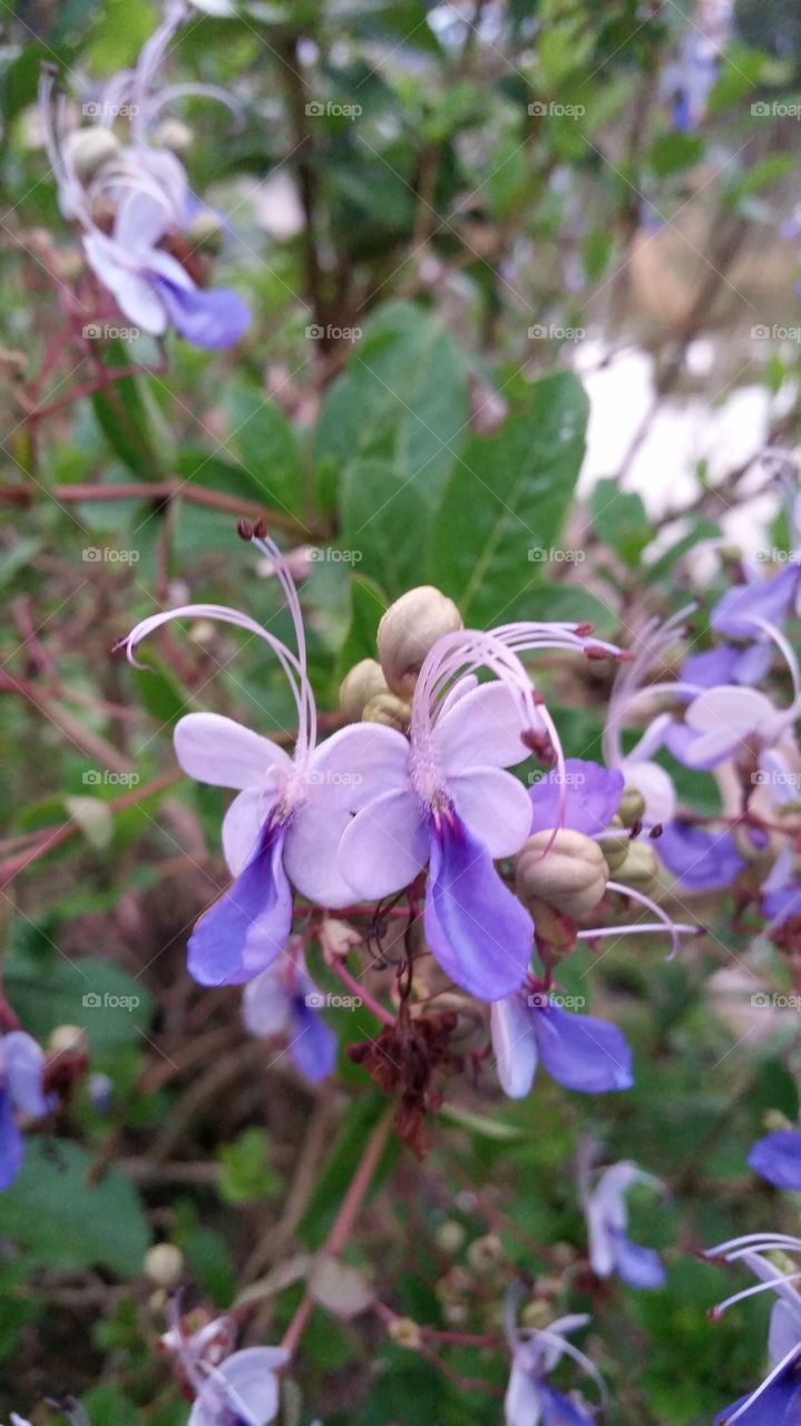 Close-up of purple flower blooming