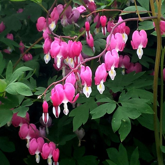 Bleeding hearts in Bloom. Love never dies!  these come back year after year.