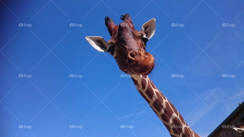 Giraffe head and neck with blue sky background