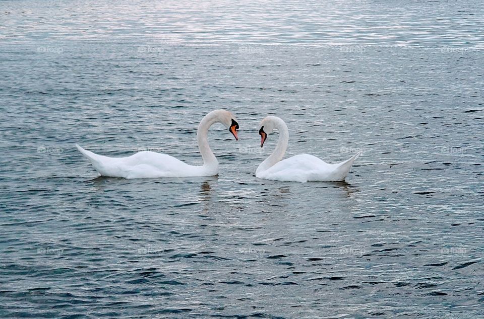 Love is... Swans on White Lake in Gatchina, Russia