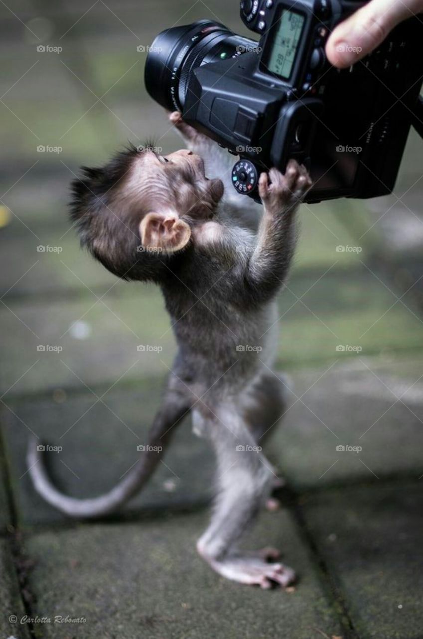 cute monkey photo click by standing for a pose