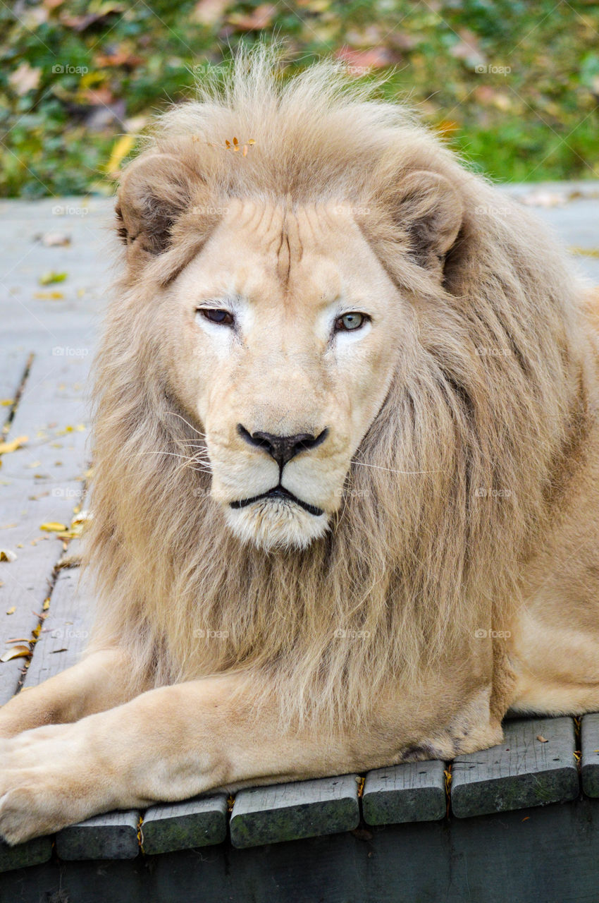 Close-up of the face of a lion looking at the camera