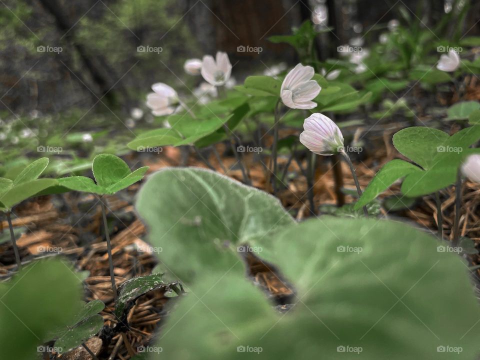 Oxalis acetosella, the wood sorrel or common wood sorrel - forest spring cover flowers