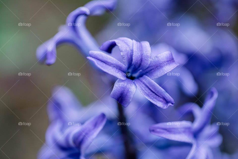 Spring flowers 