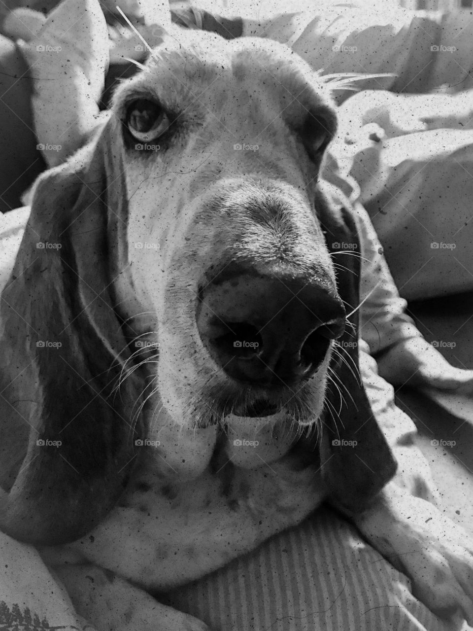 William the basset hound
