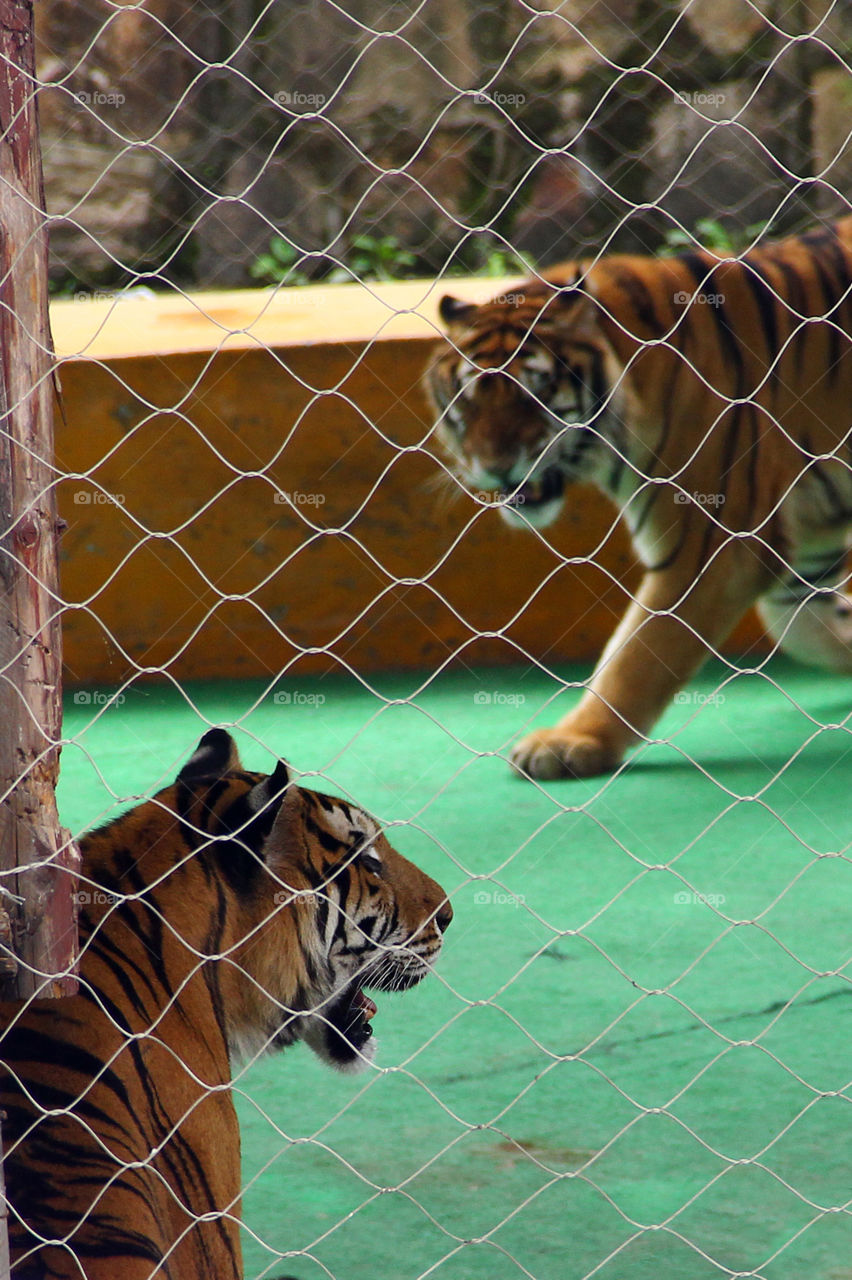 tiger show. One tiger sitting in the cage while the other one is walking around. just before they start doing their routine.