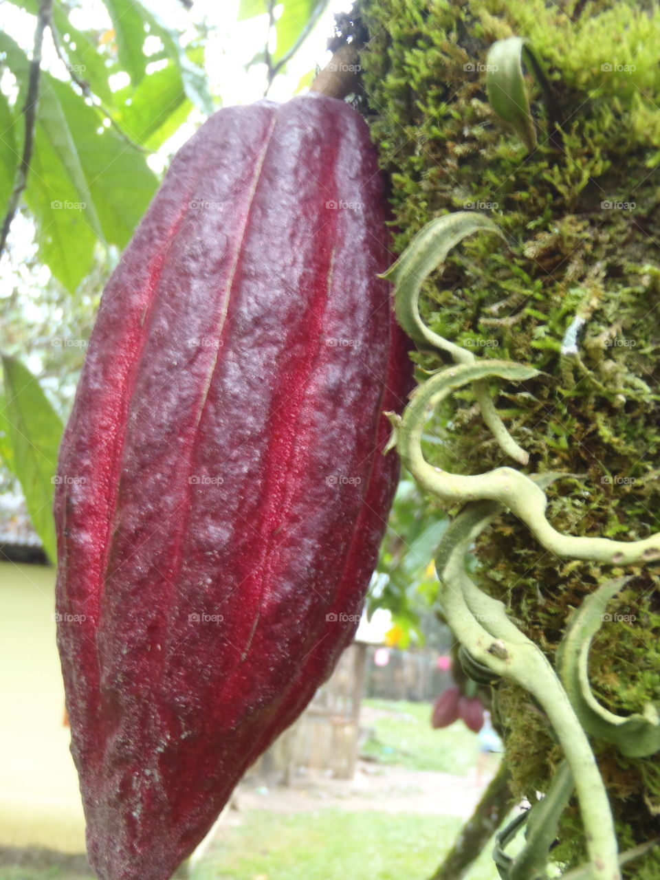 Cocoa pod. This is where chocolate comes from!