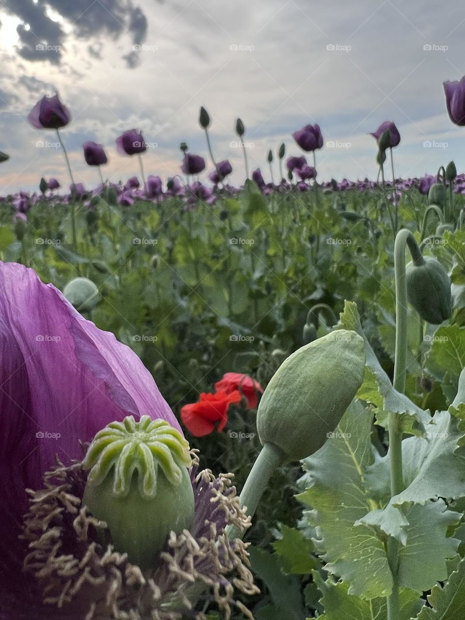 Poppy flowers