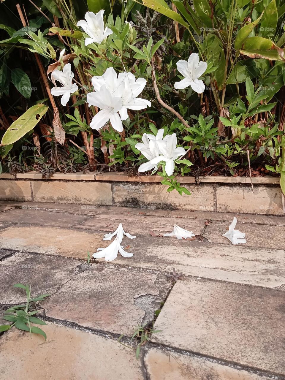 White Azalea Flower