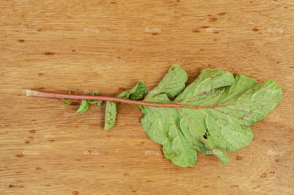 Back Of Radish Leaf