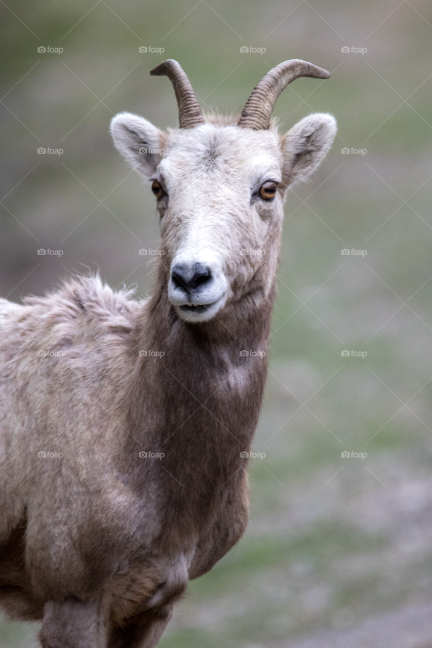 Bighorn sheep in the Montana mountains. 