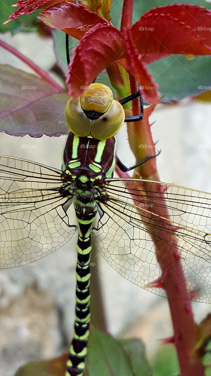 Close-up Libélula.