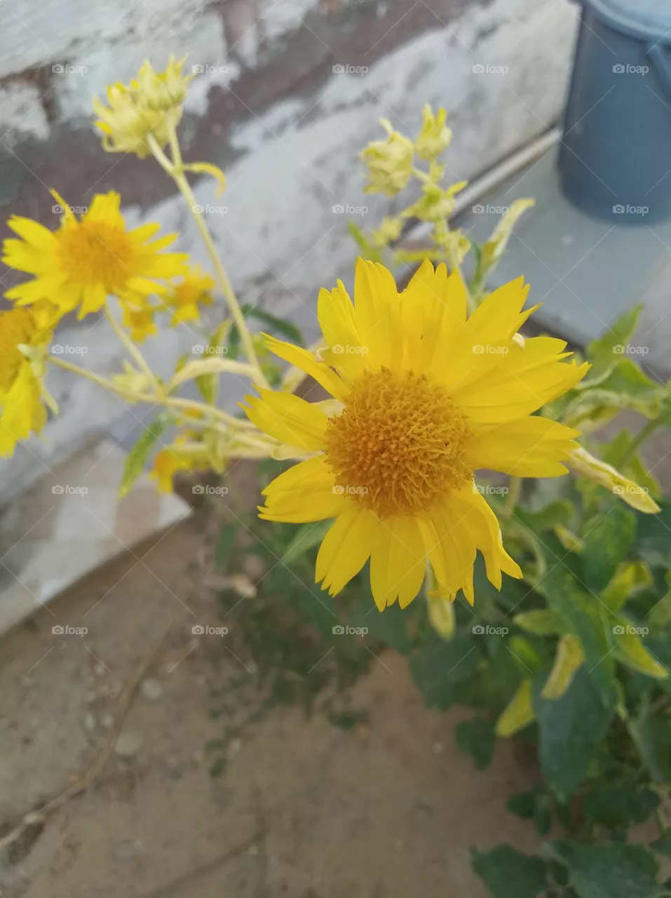 sunflower yellow fresh seasonal looking very beautiful generally found everywhere