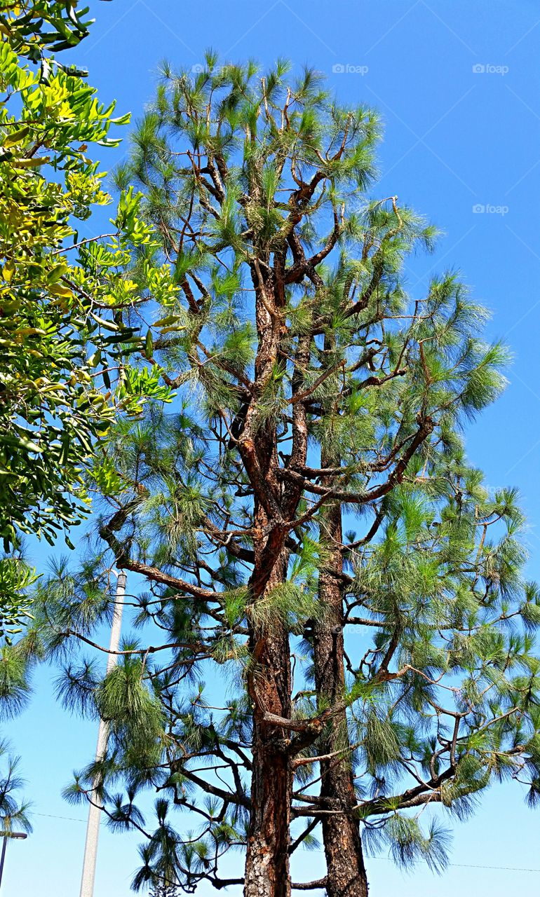 Twin Pines. Pine trees under a clear blue sky!