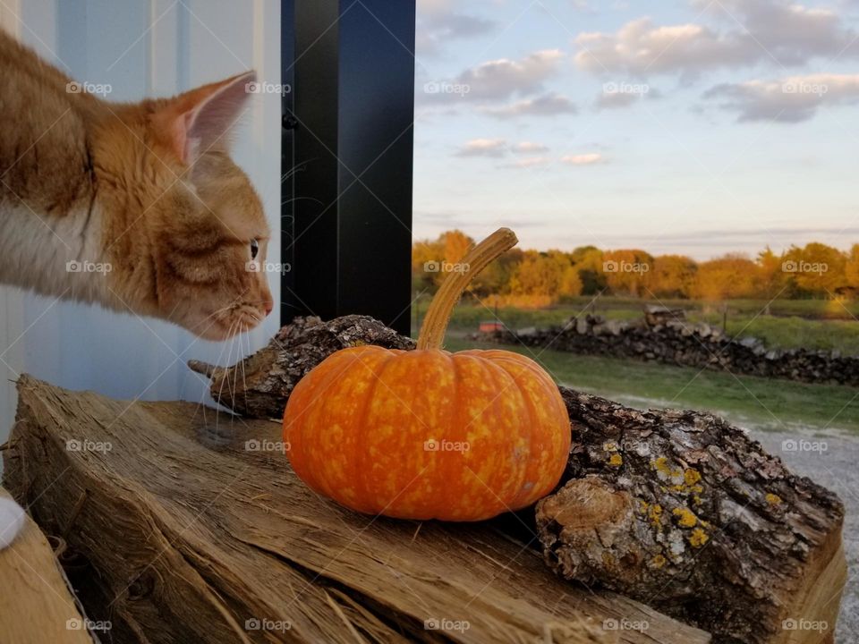 Orange tabby cat looking at a small pumpkin with a fall background during spooky season