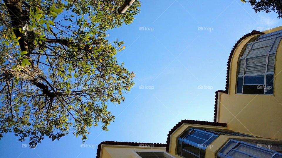 tree, architecture and blue sky