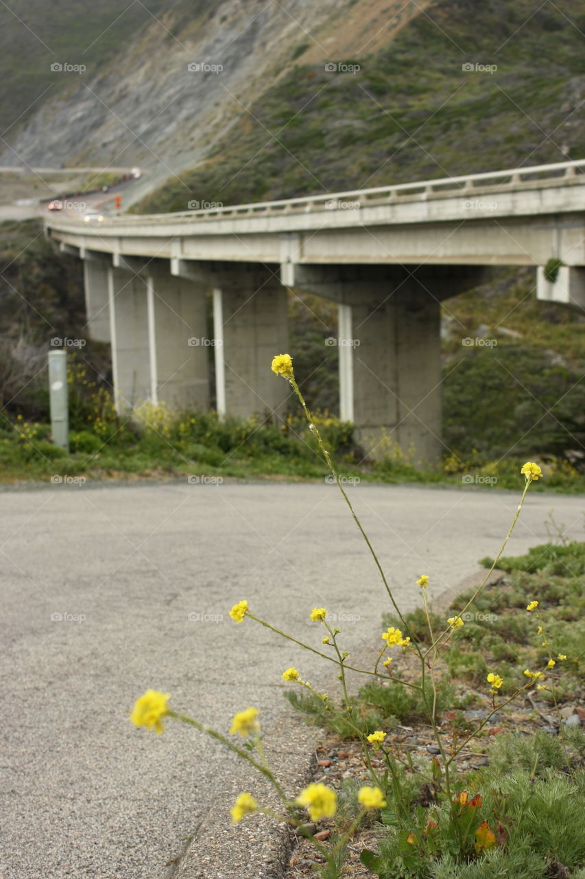 Highway 1 with flowers.