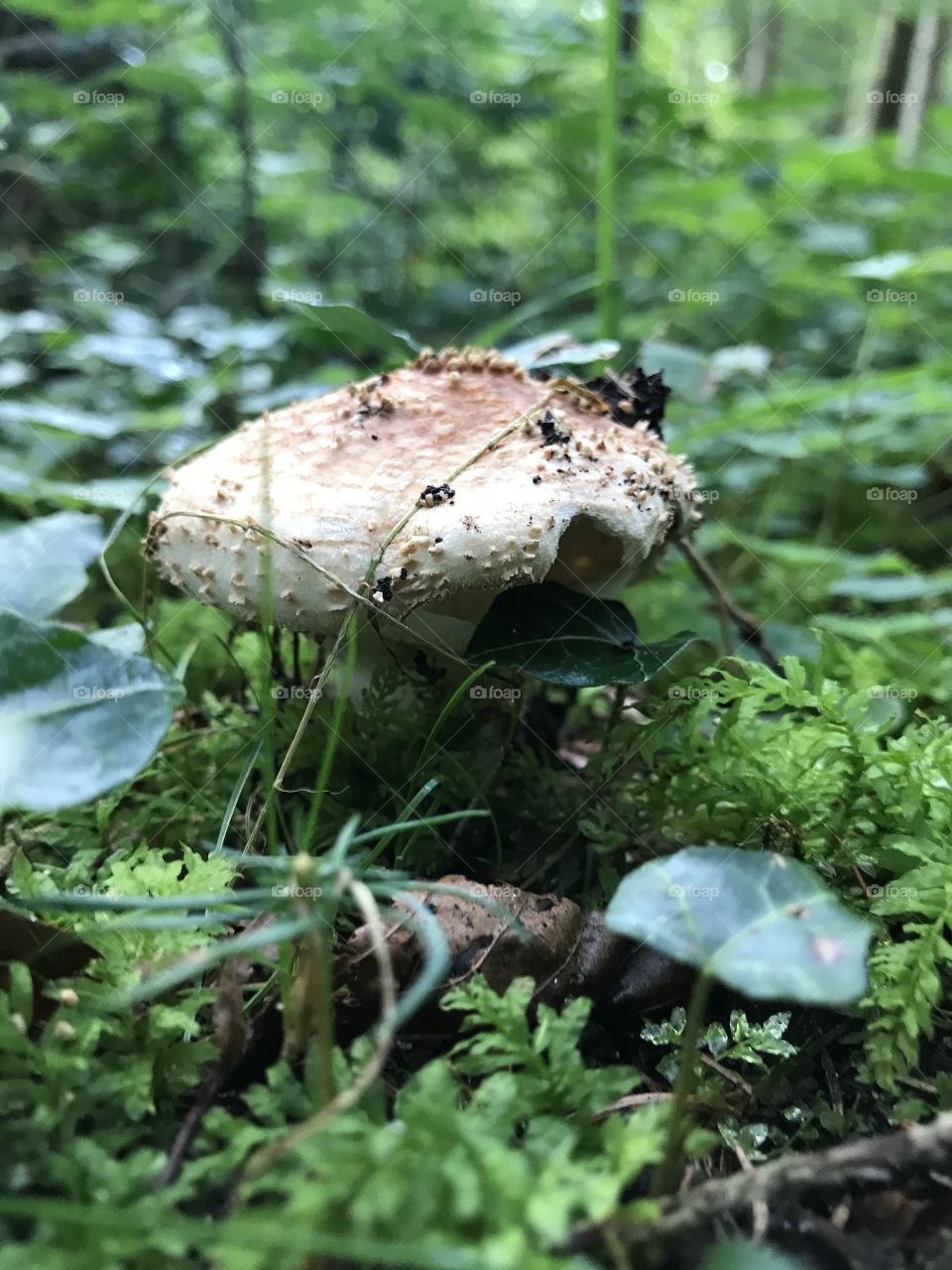 Schnapshölzli Mushroom 