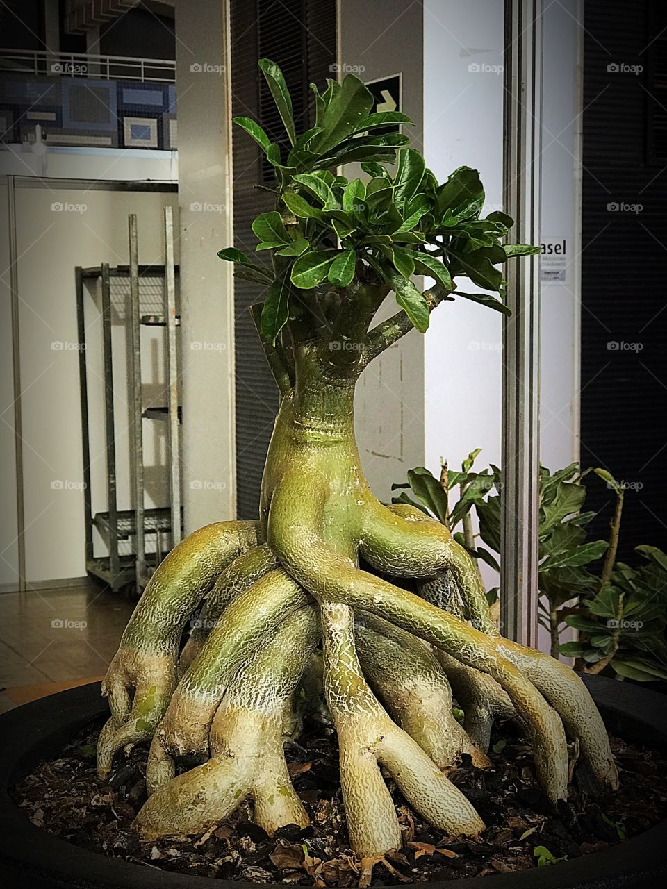 No Person, Food, Leaf, Architecture, Nature