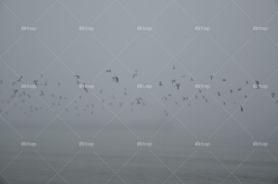 foggy morning at the Baltic sea coast in Poland