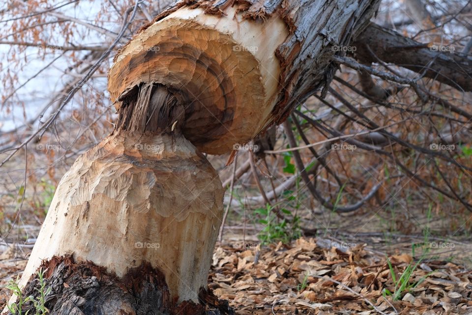 Beaver work and beaver teeth artwork. Way too cool 