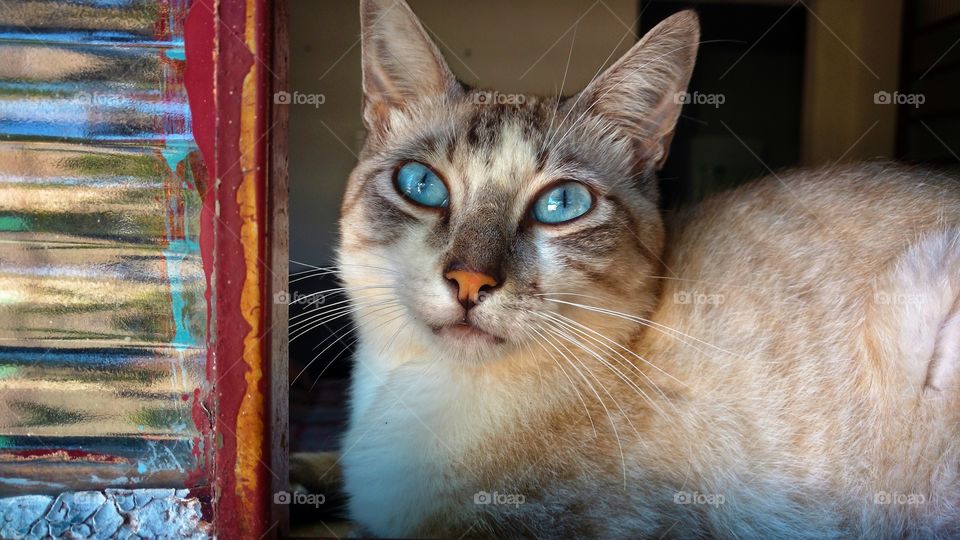 O gato de olhos azuis, na janela.