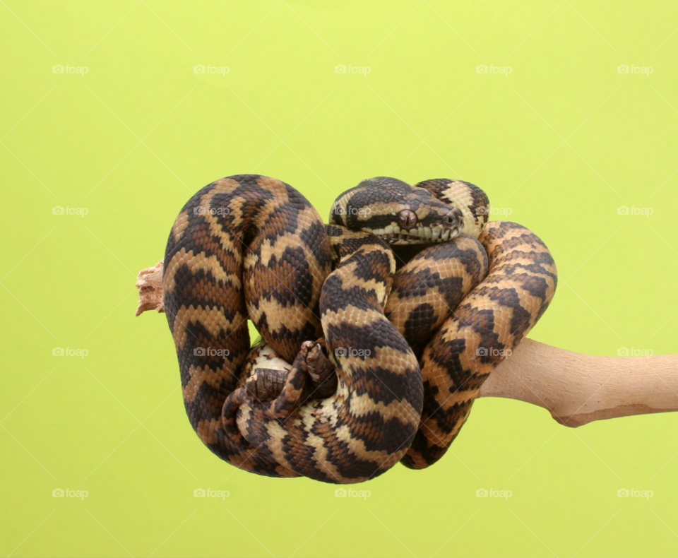 australia snake hatchling darwin python by nishasharp