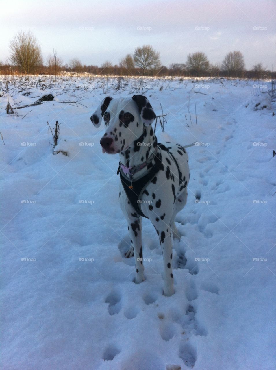Snowy Dalmatian 