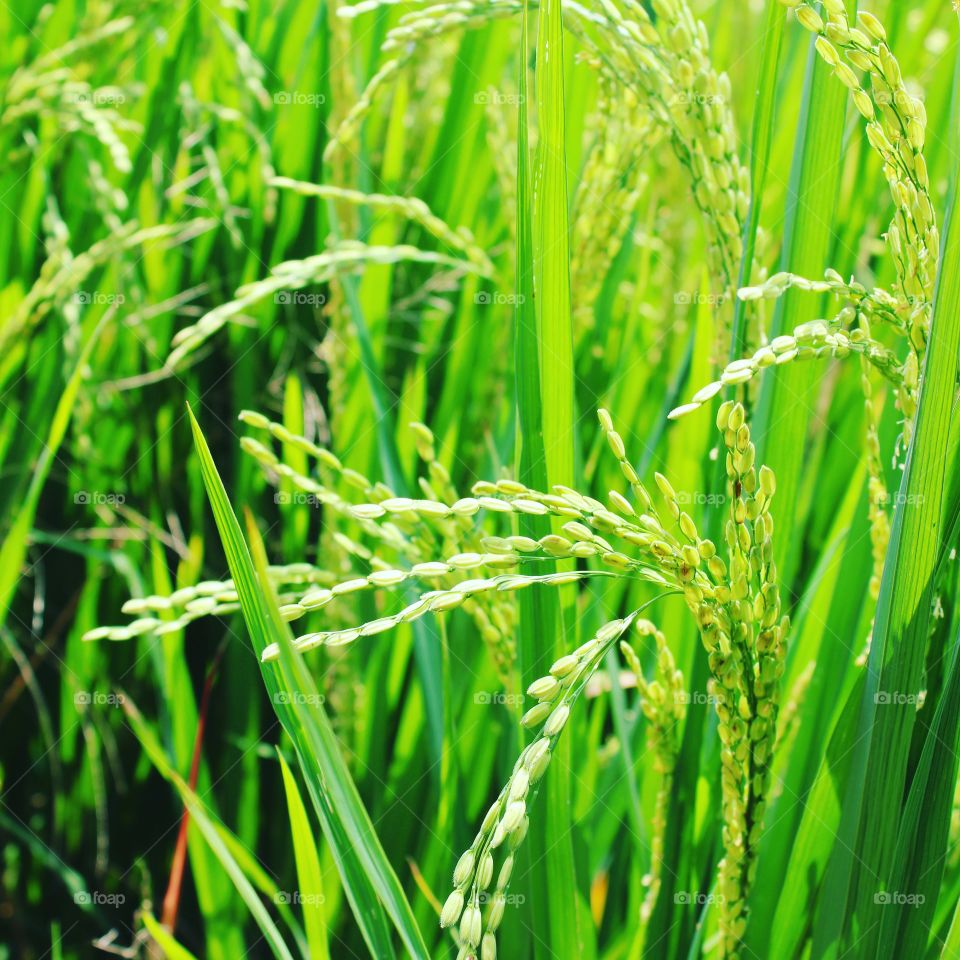 full of green how beautiful rice plant