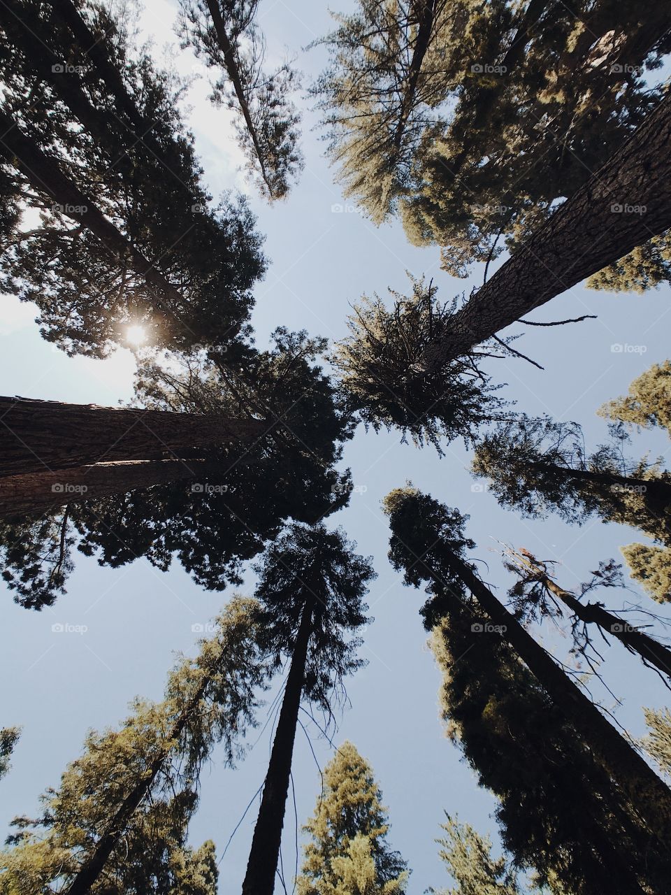 Looking up into the sky through the massive Sequoia trees in Sequoia National Park in California.