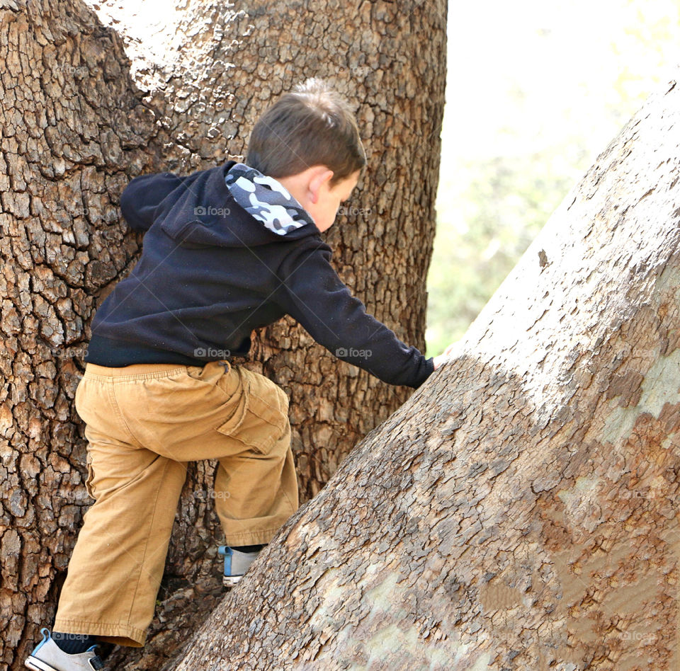 Boy climbing a tree