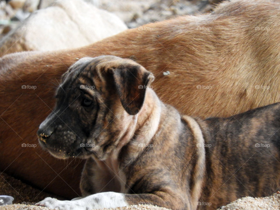 Close-up of puppy dog resting on bed