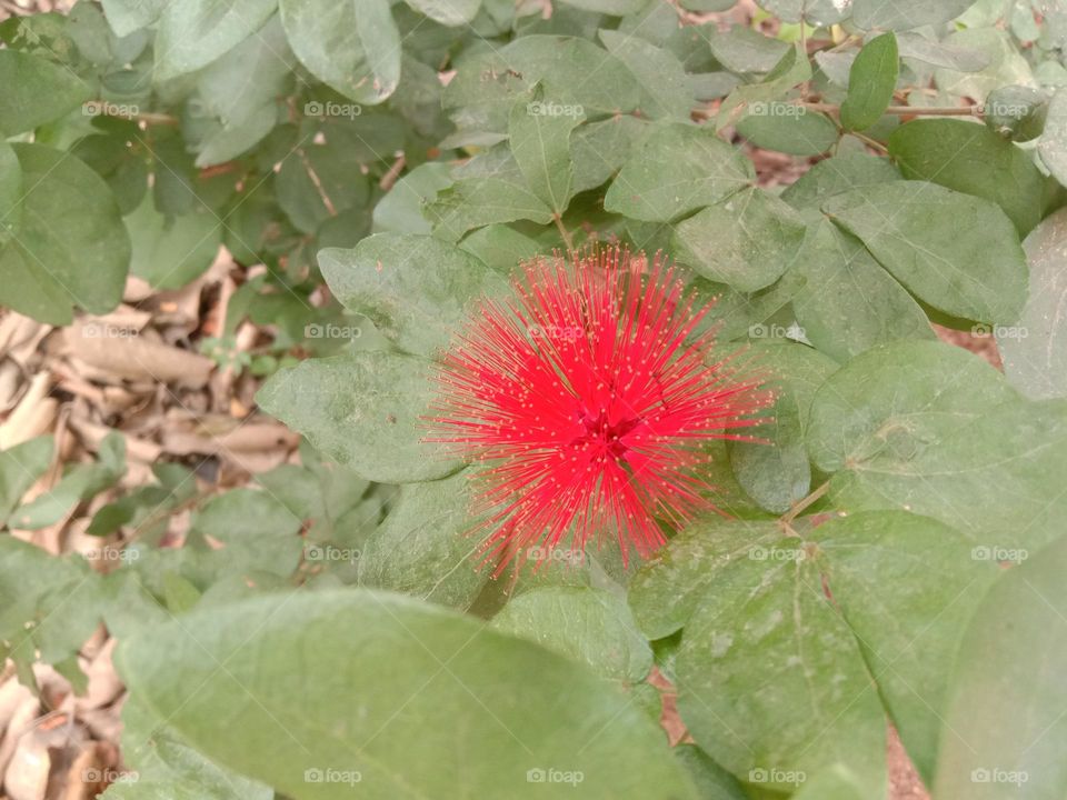 Rare Red colour flower