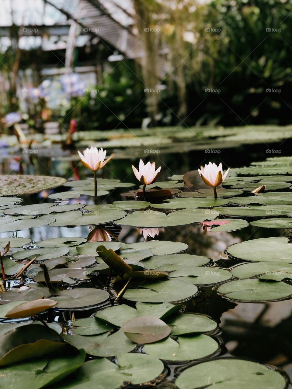 Beautiful pink lotus flowers in botanical garden 