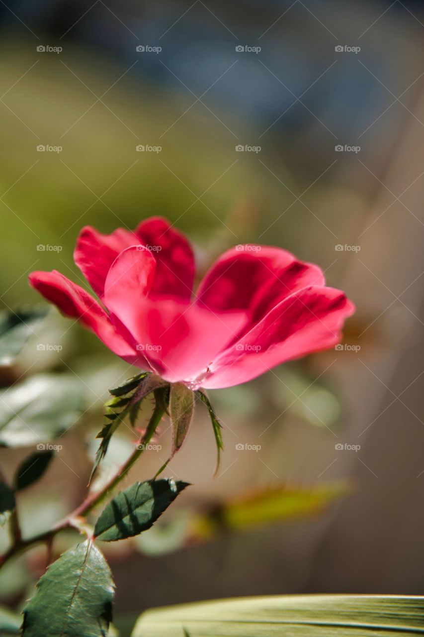 September September's Rose