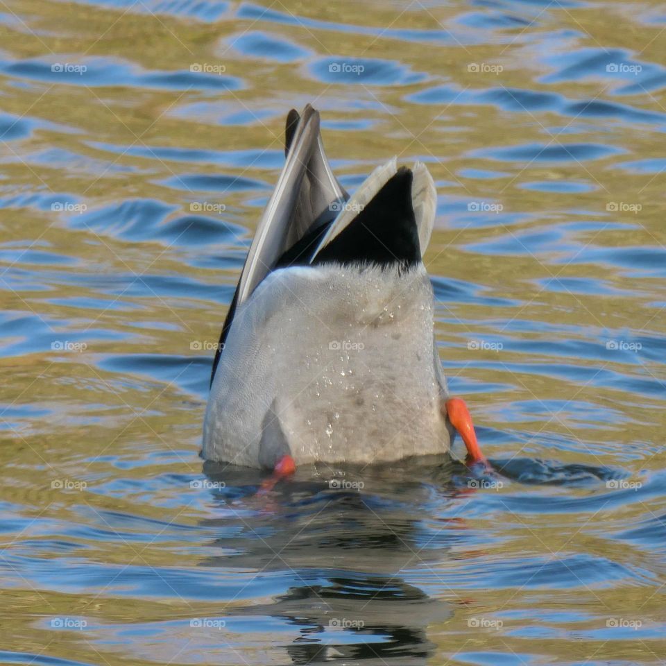 Where is the head of that duck?