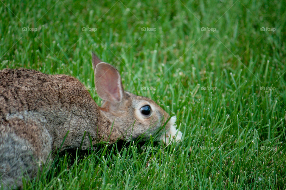 Rabbit eating bread